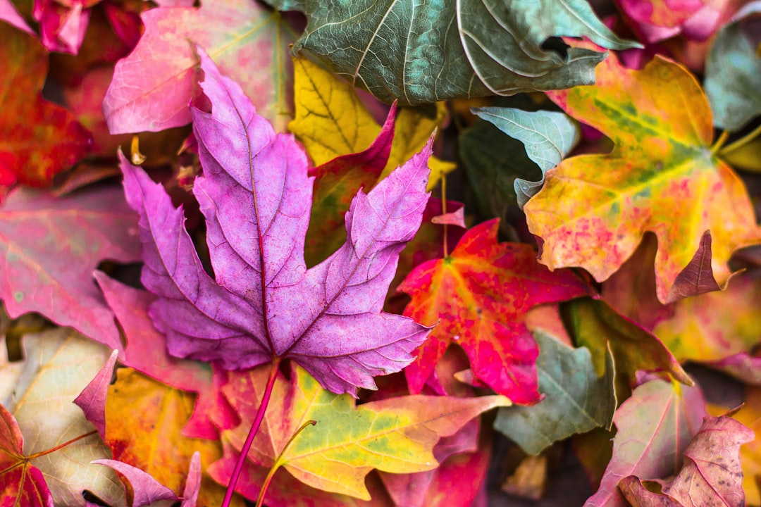 Garden Cleaning and Maintenance in Prague – Spring and Autumn